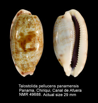 Talostolida pellucens panamensis.jpg - Talostolida pellucens panamensis(Lorenz,2002)